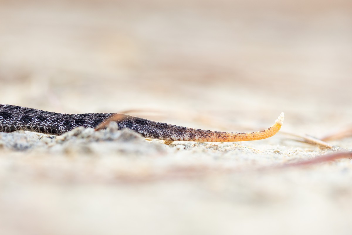 Dusky Pygmy Rattlesnake - ML643134682