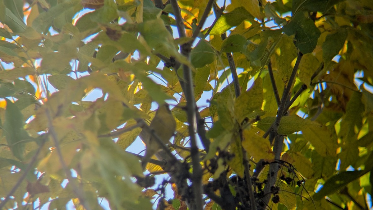 Kirtland's Warbler - ML643134687