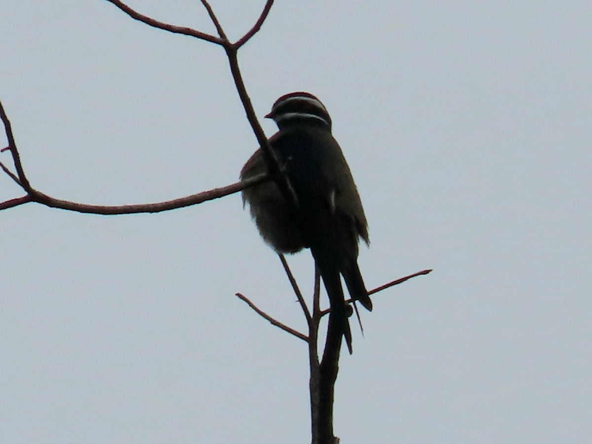Whiskered Treeswift - ML643134708