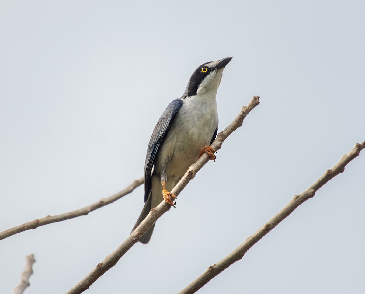 Hooded Tanager - ML643134734