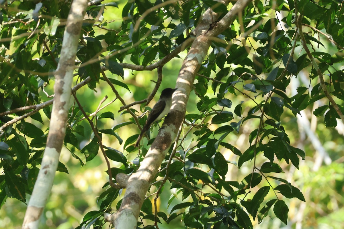 Dusky-capped Flycatcher - ML643134752