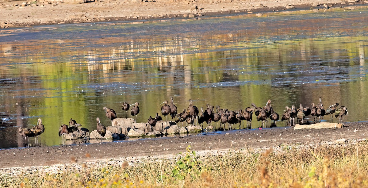 White-faced Ibis - ML643134760
