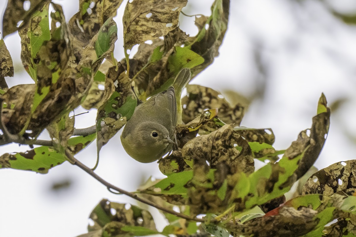 Nashville Warbler - ML643134787