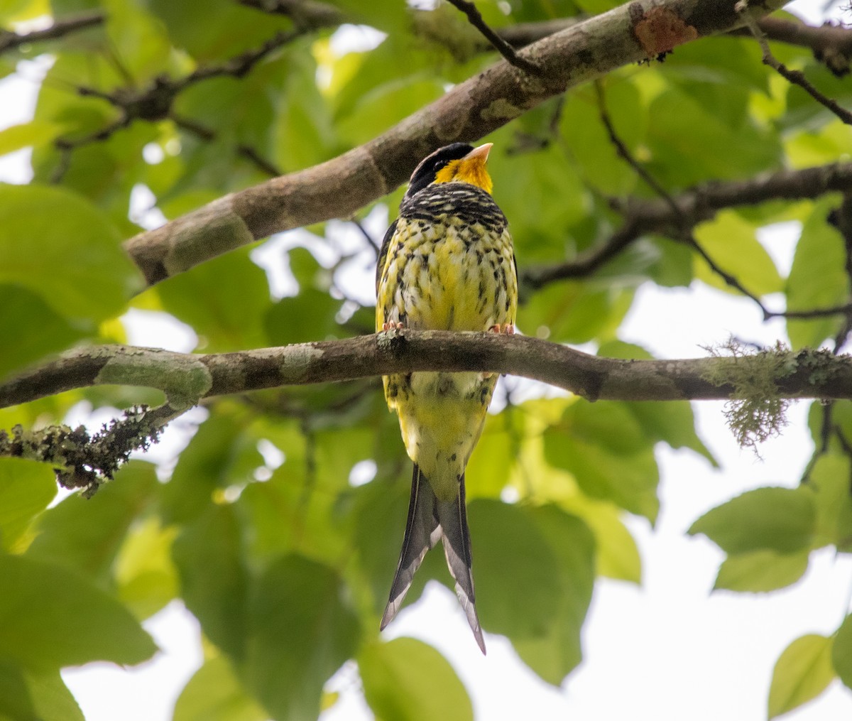 Swallow-tailed Cotinga - ML643134788