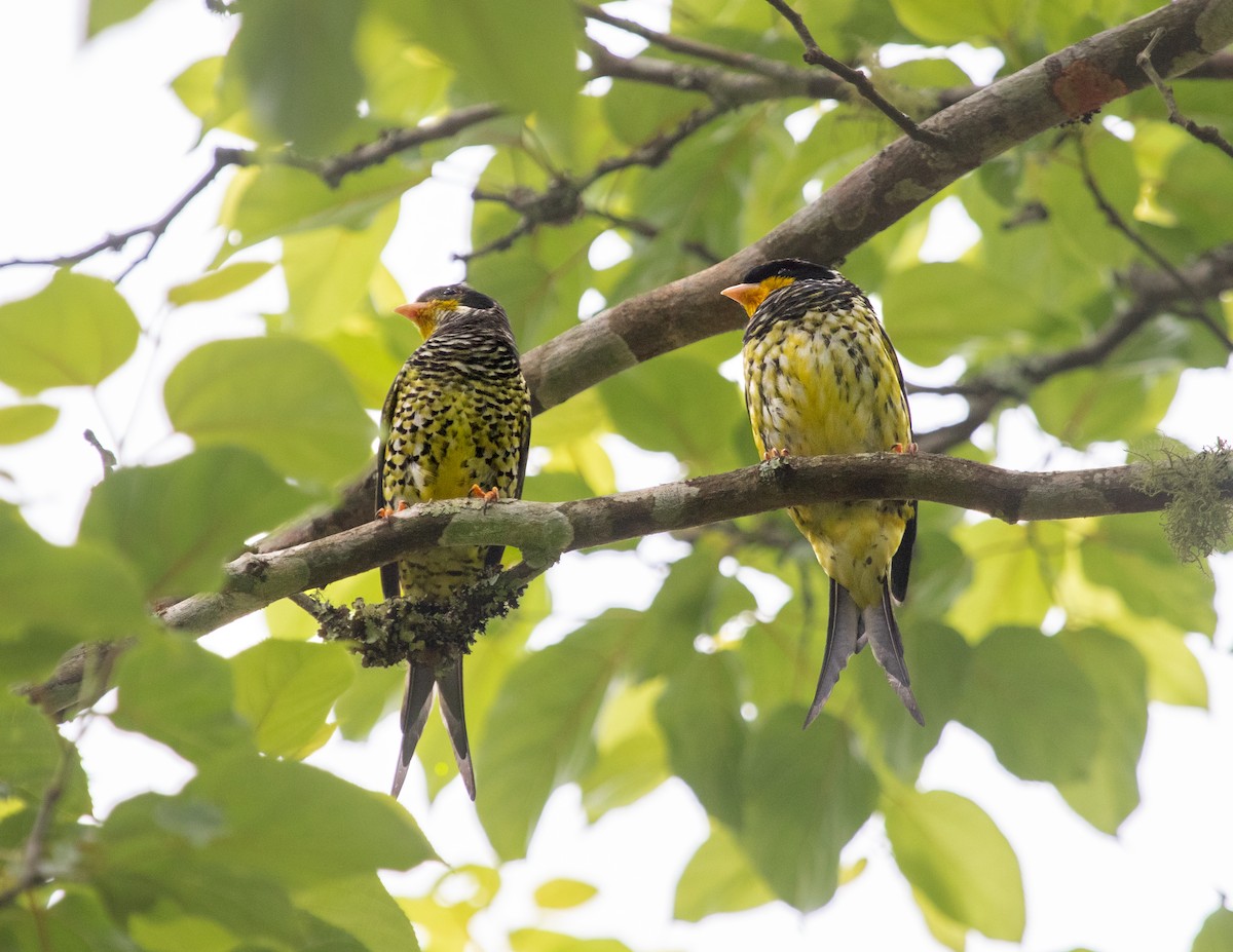 Swallow-tailed Cotinga - ML643134789