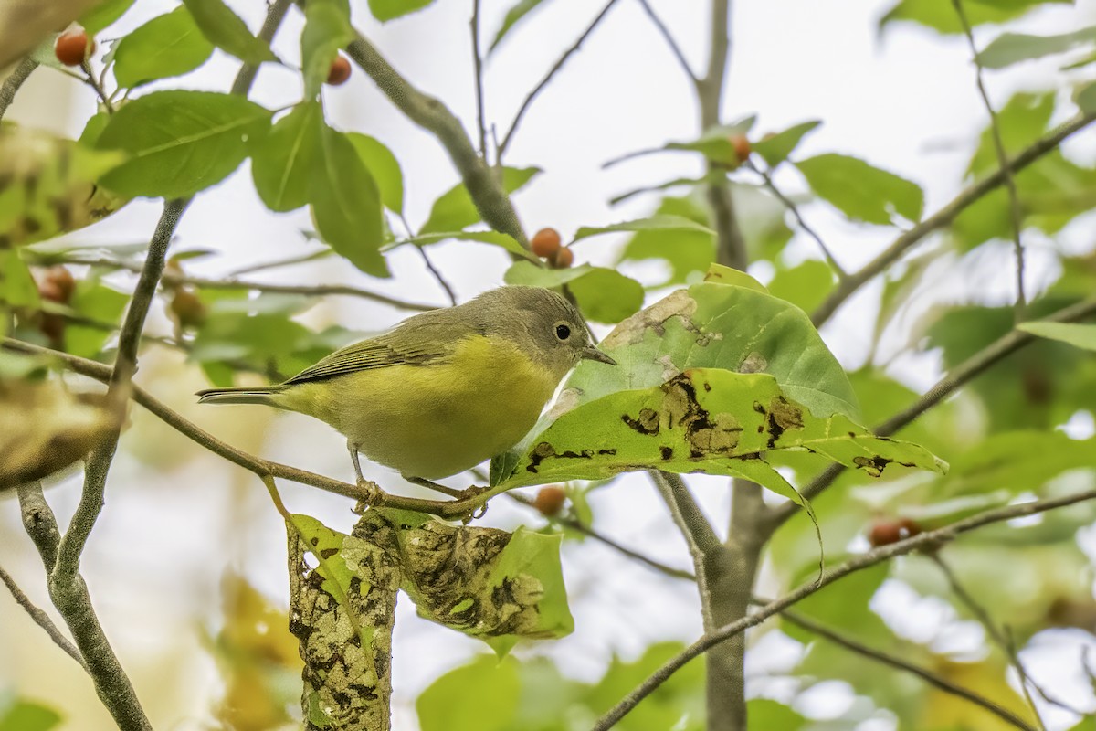 Nashville Warbler - ML643134790