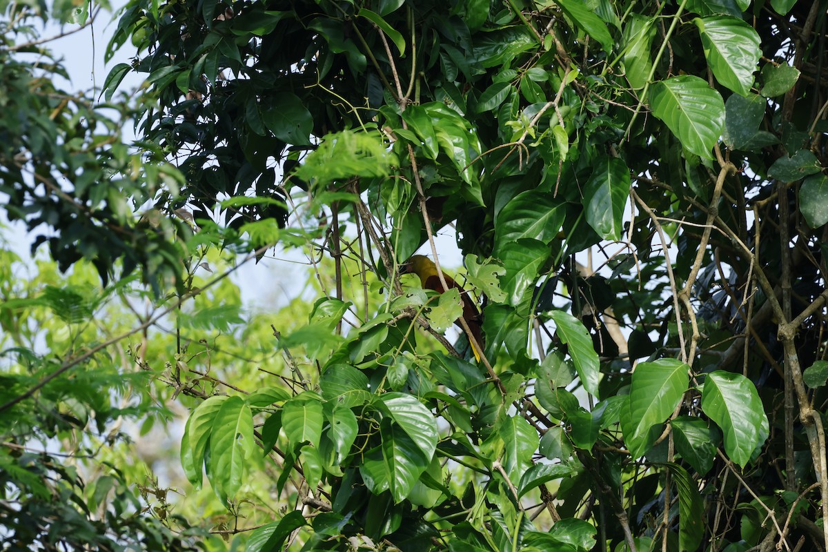 Amazon Oropendulası (yuracares/neivae) - ML643134793