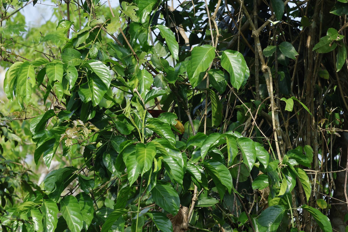 Amazon Oropendulası (yuracares/neivae) - ML643134794