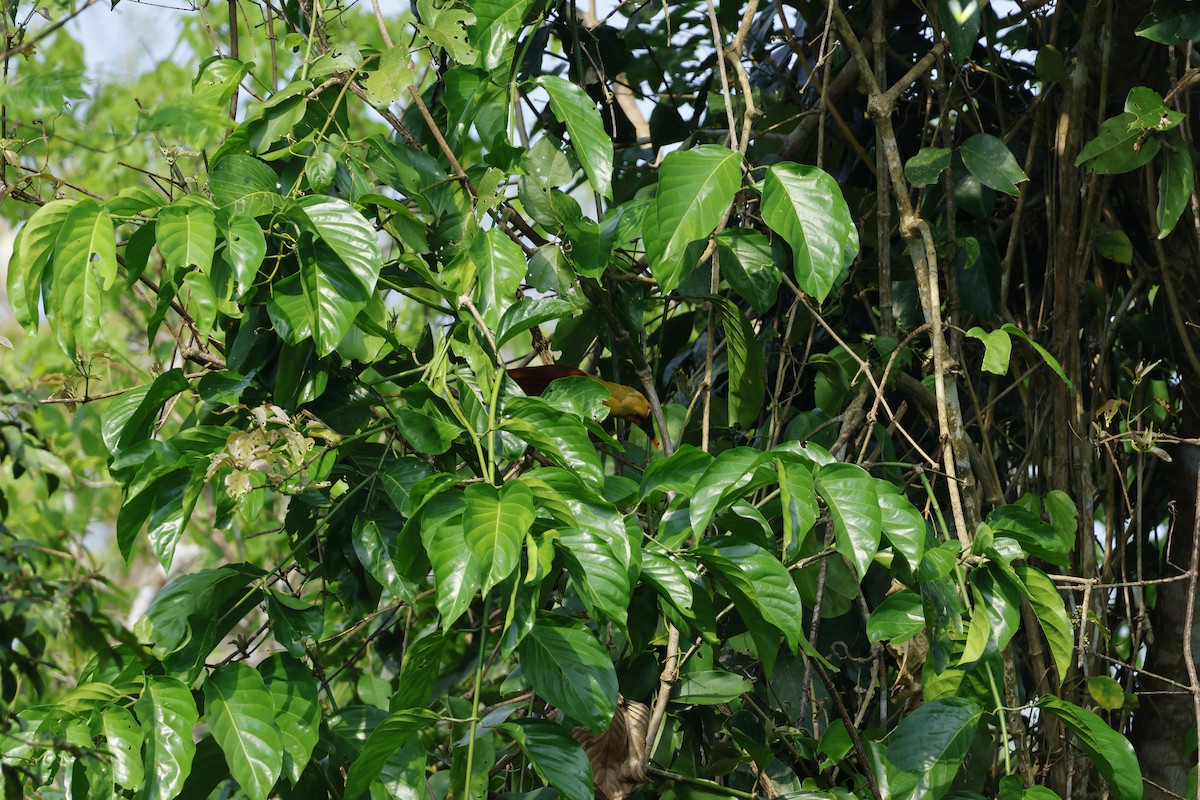 Amazon Oropendulası (yuracares/neivae) - ML643134795