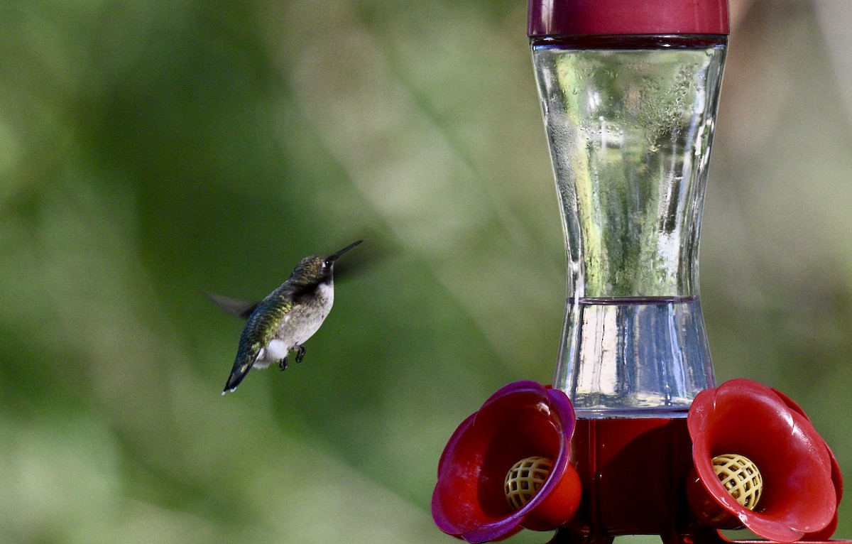 Ruby-throated Hummingbird - ML643134796