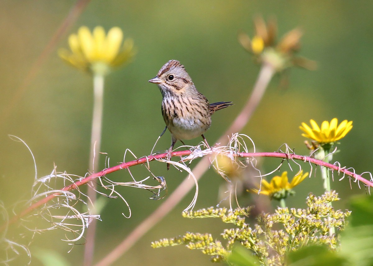 Lincoln's Sparrow - ML643134800