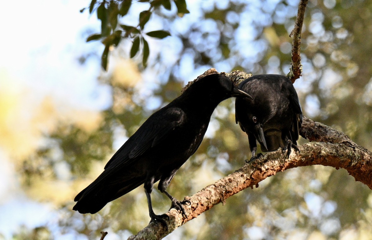 American Crow - ML643134801