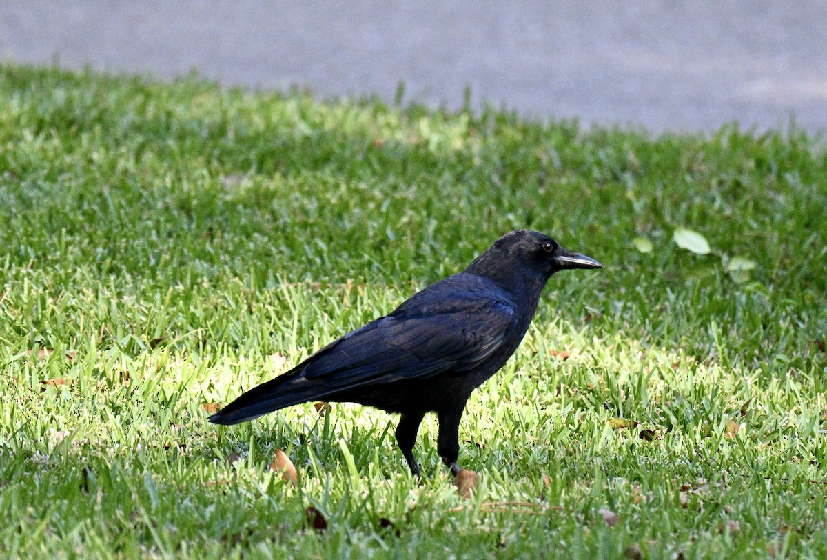 American Crow - ML643134802
