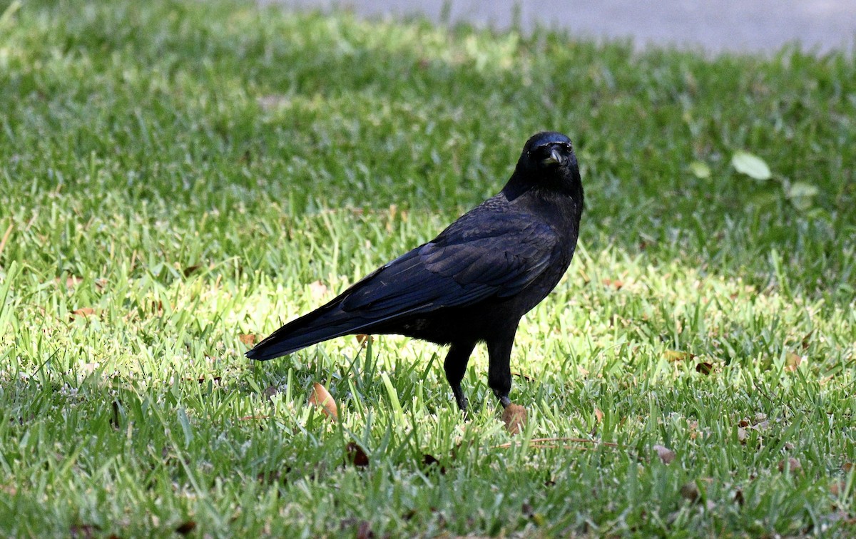 American Crow - ML643134803