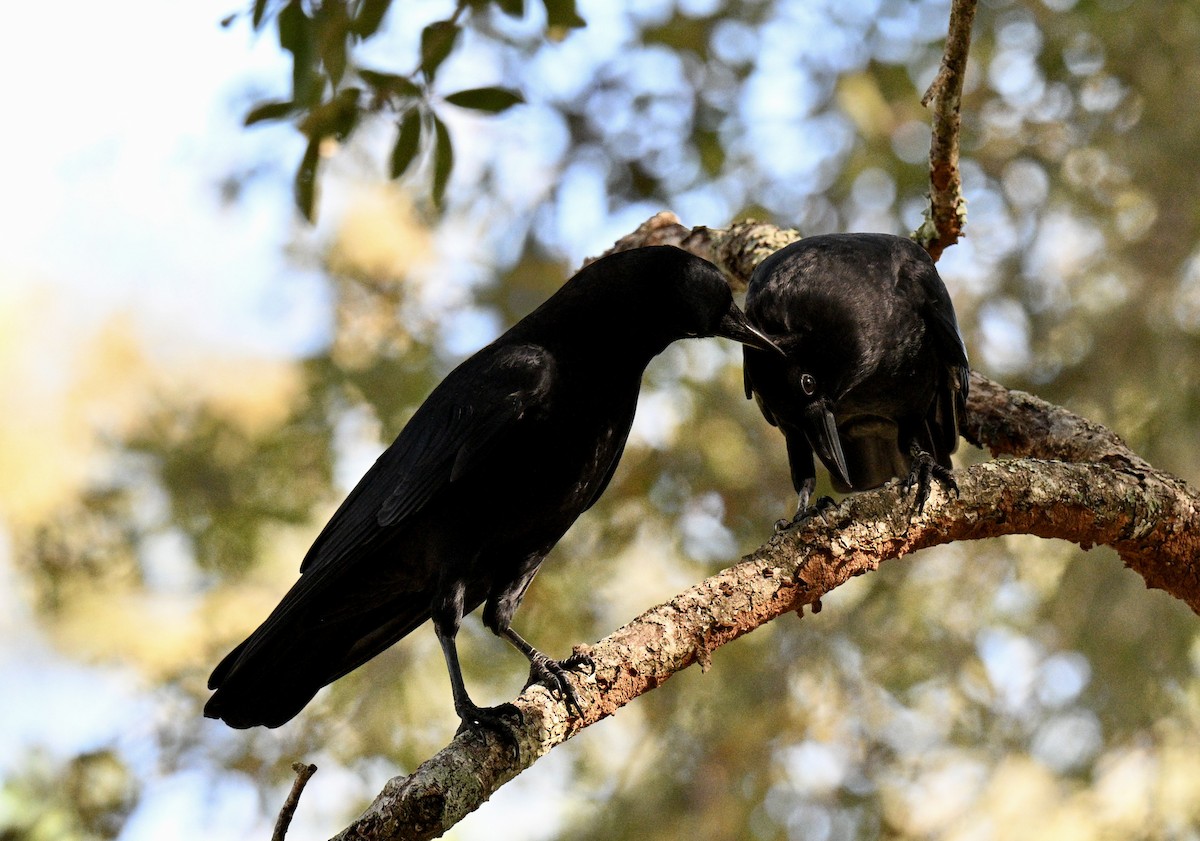 American Crow - ML643134804