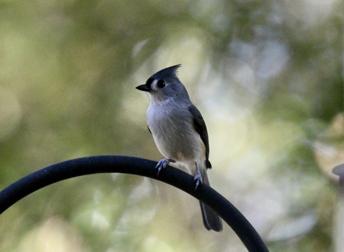 Tufted Titmouse - ML643134820
