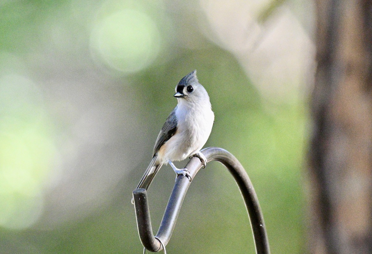 Tufted Titmouse - ML643134821