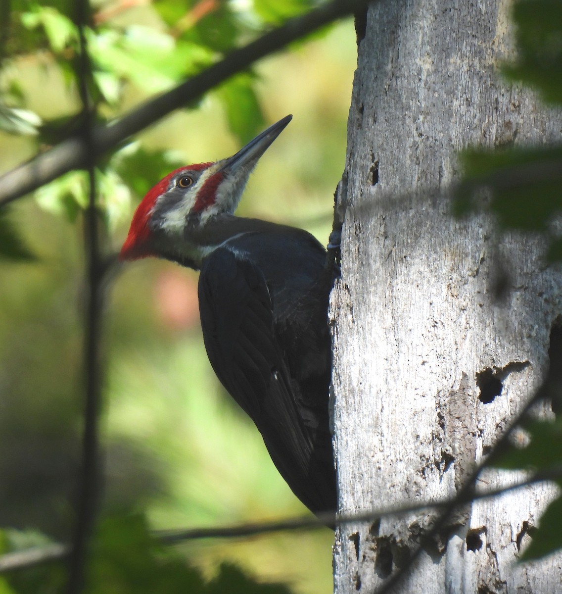 Pileated Woodpecker - ML643134847