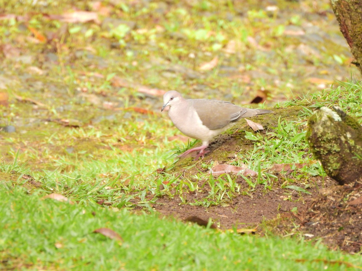 White-tipped Dove - ML643134850