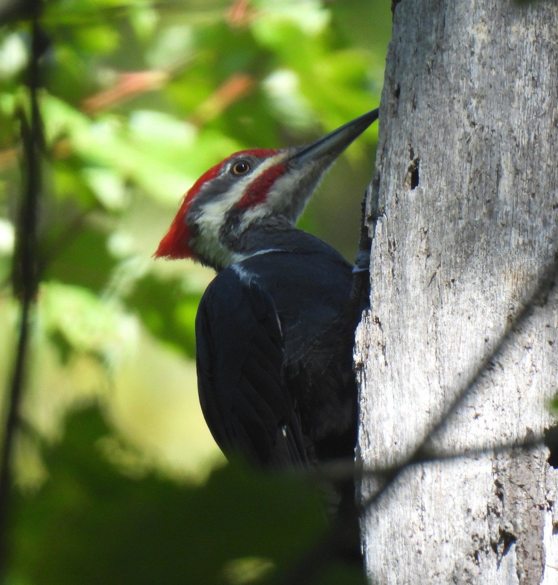 Pileated Woodpecker - ML643134851
