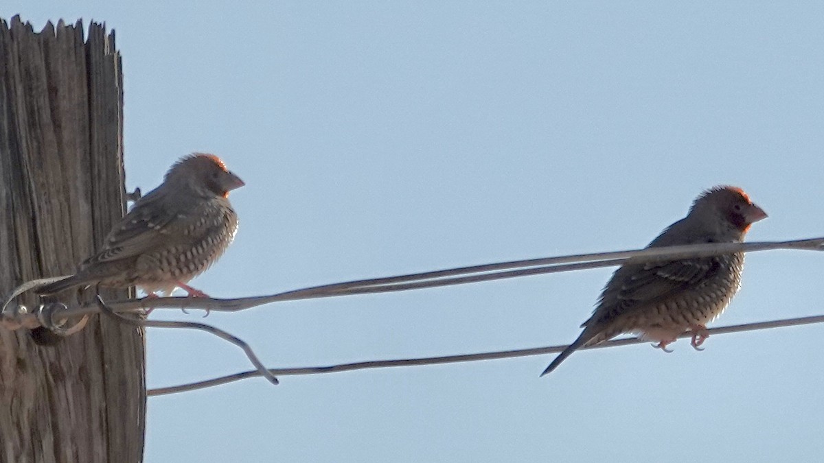 Red-headed Finch - ML643134861