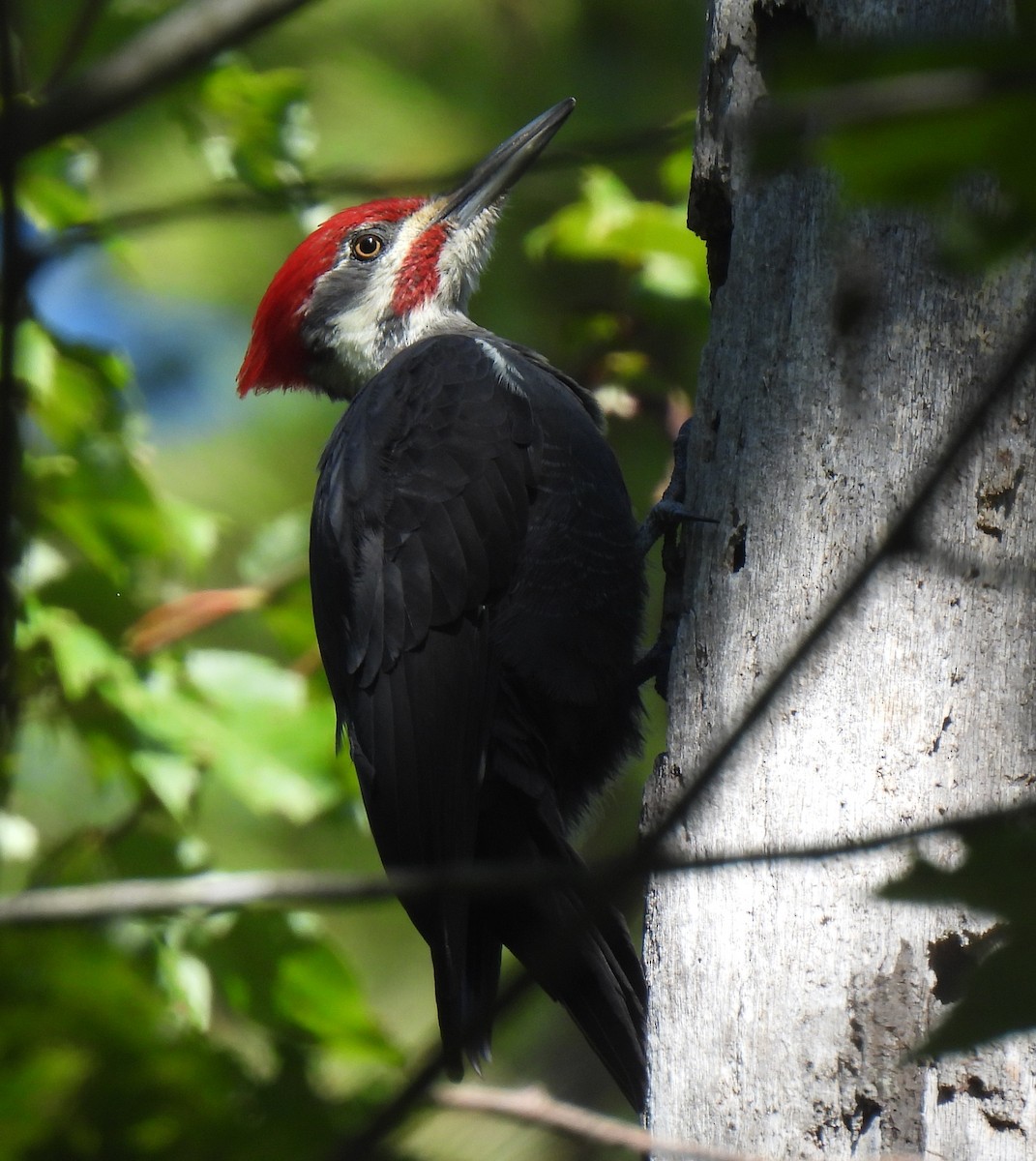 Pileated Woodpecker - ML643134862
