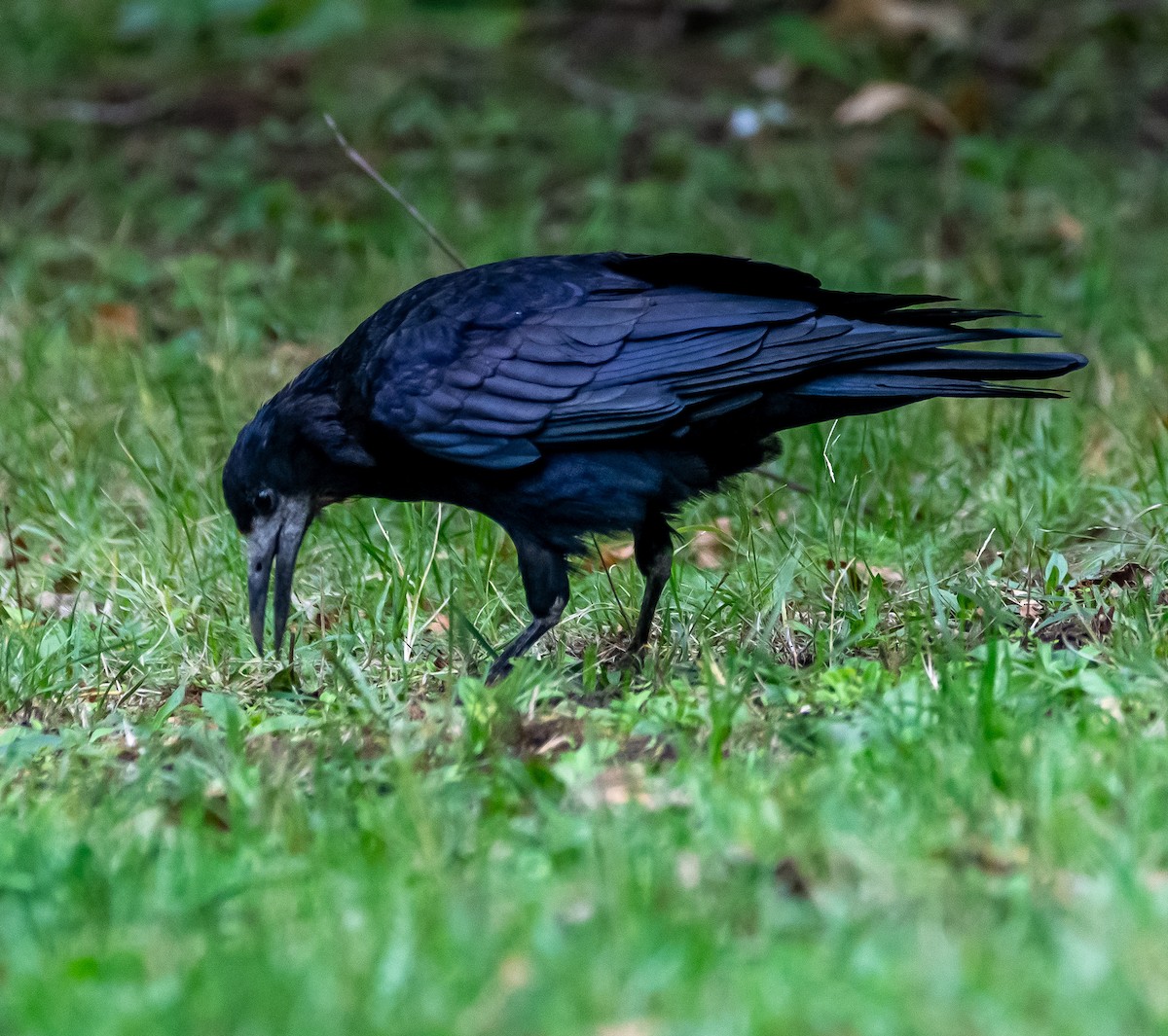 Rook - ML643134867