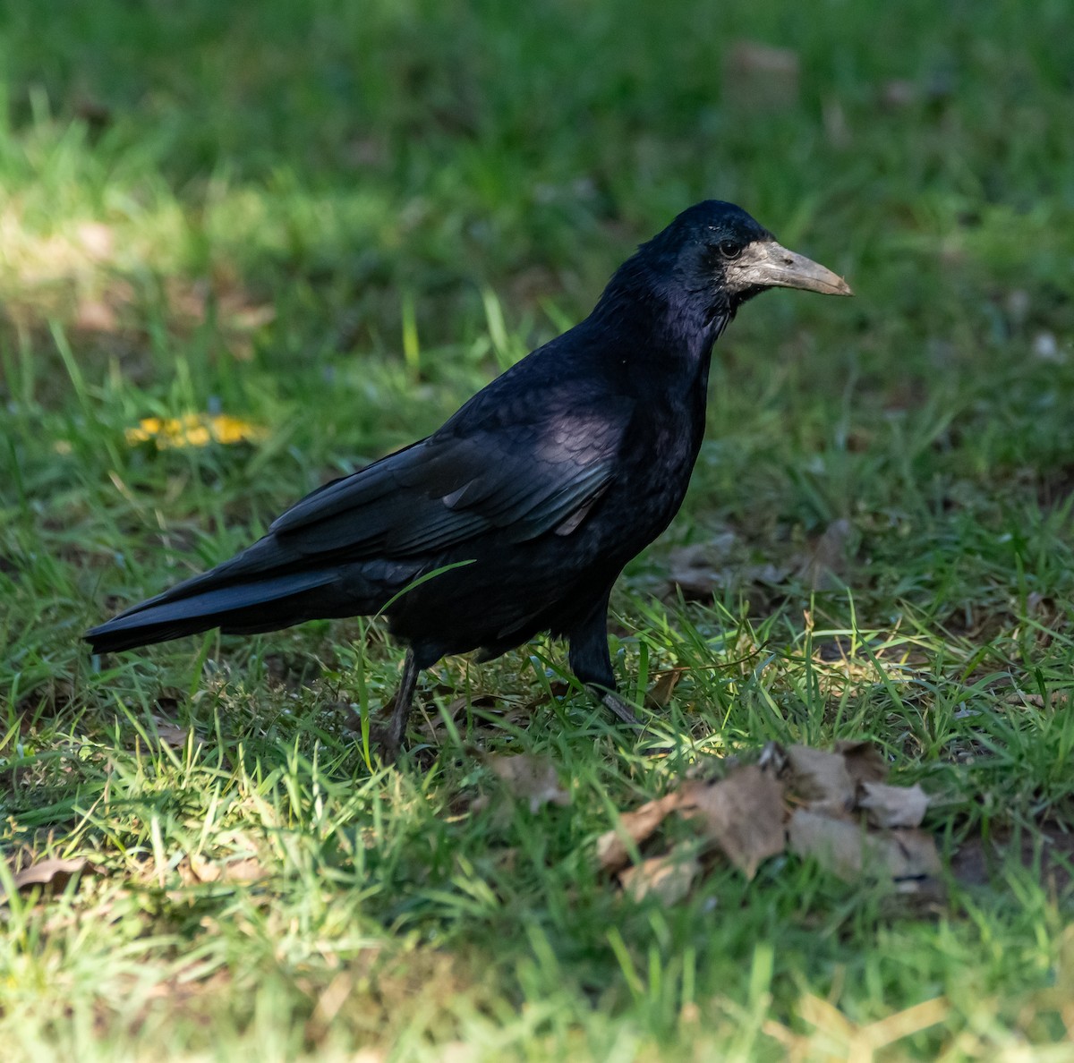 Rook - ML643134869