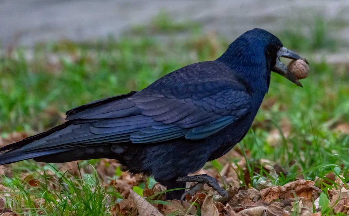 Rook - ML643134870