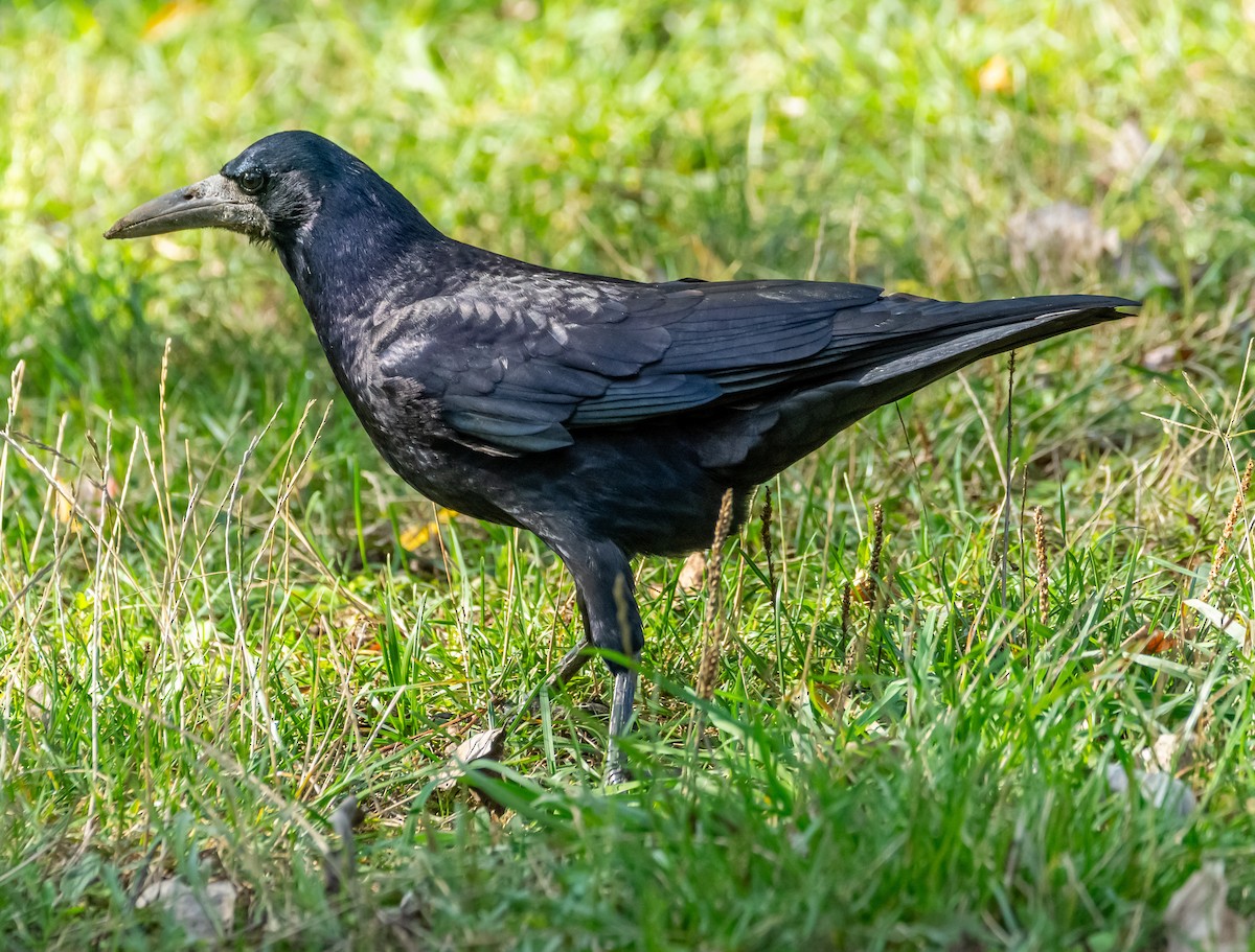 Rook - ML643134873