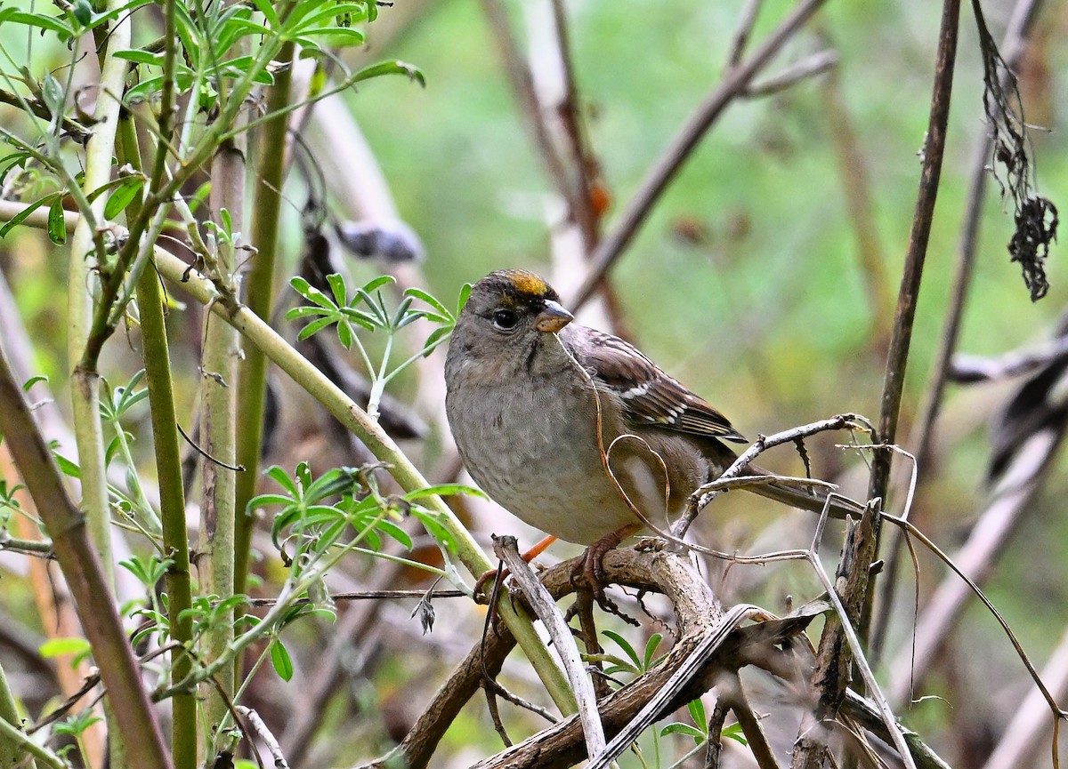 Golden-crowned Sparrow - ML643134898