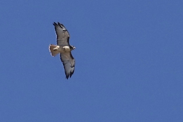 Poiana codarossa - ML643134901