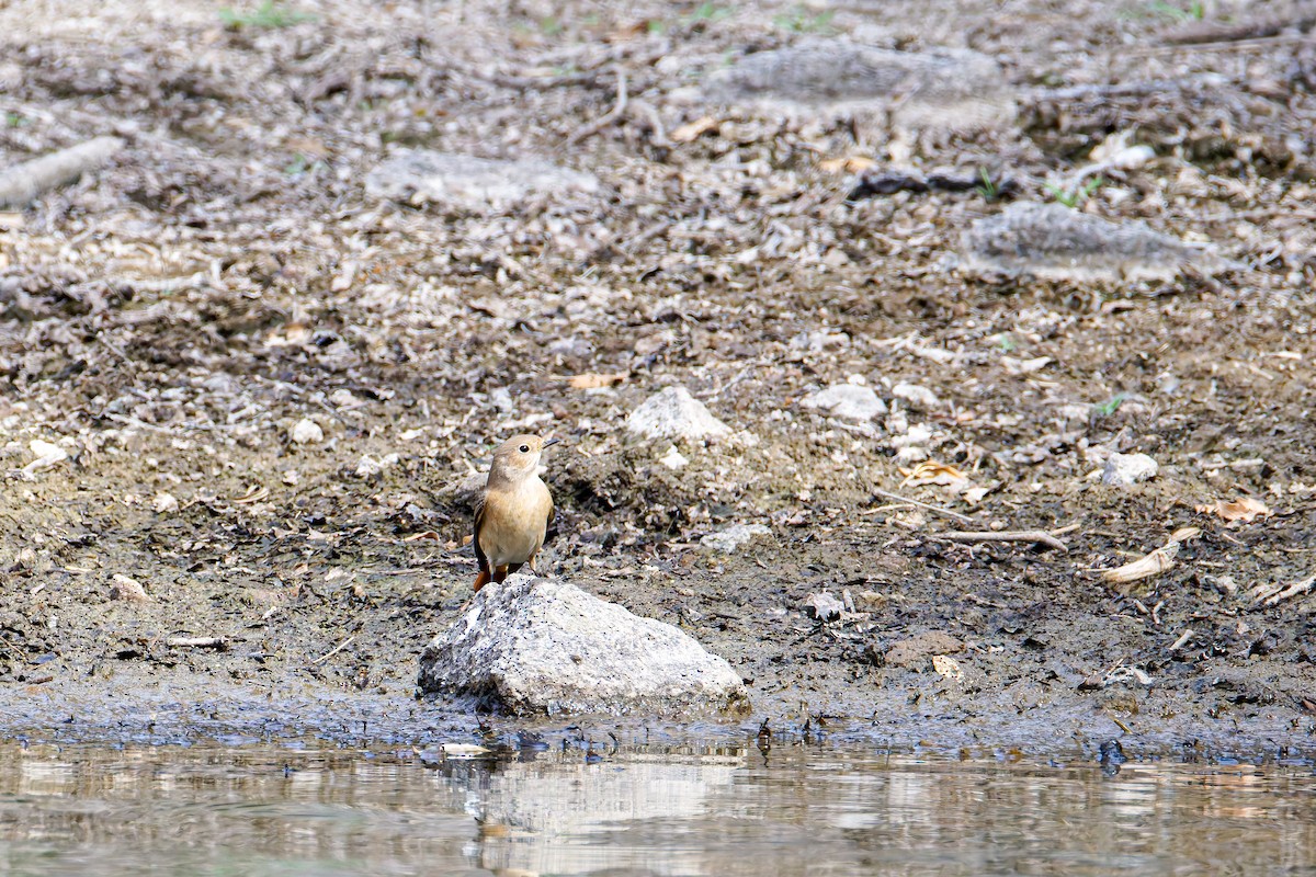 Common Redstart - ML643134905