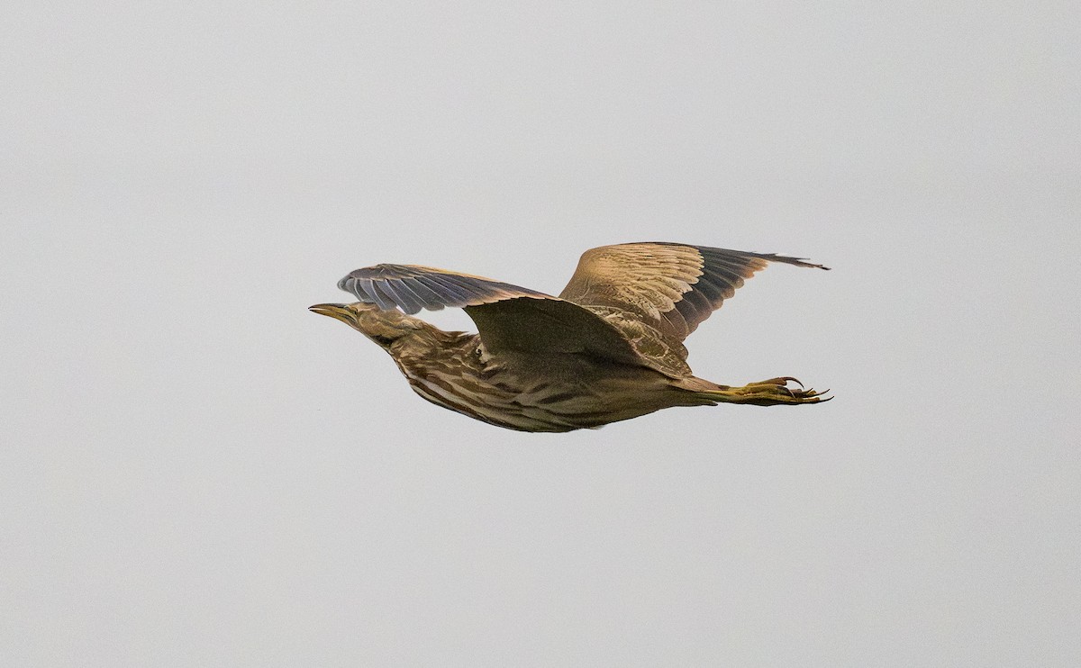 American Bittern - ML643134914