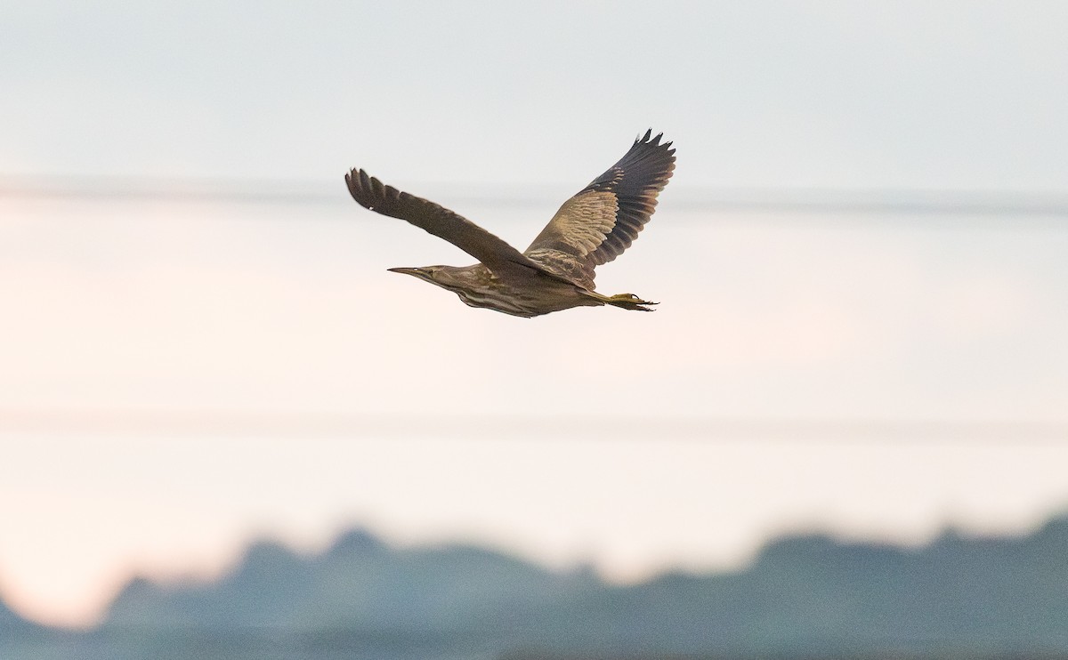 American Bittern - ML643134915