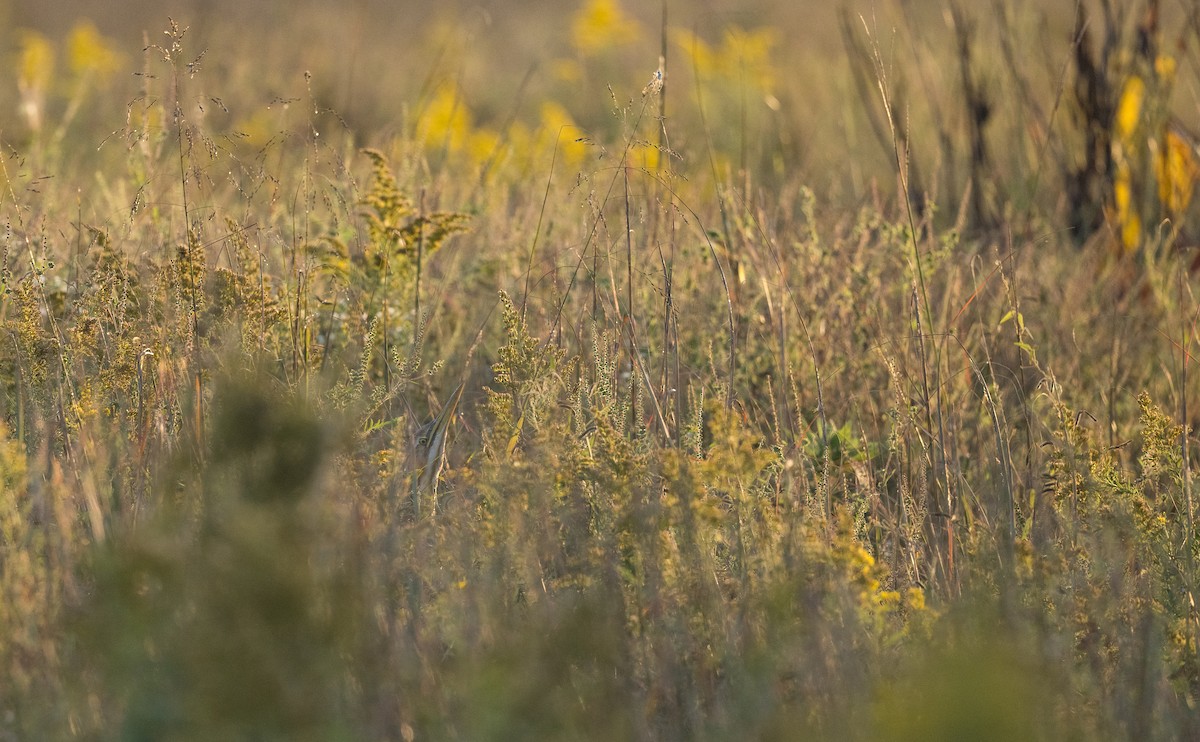 American Bittern - ML643134916