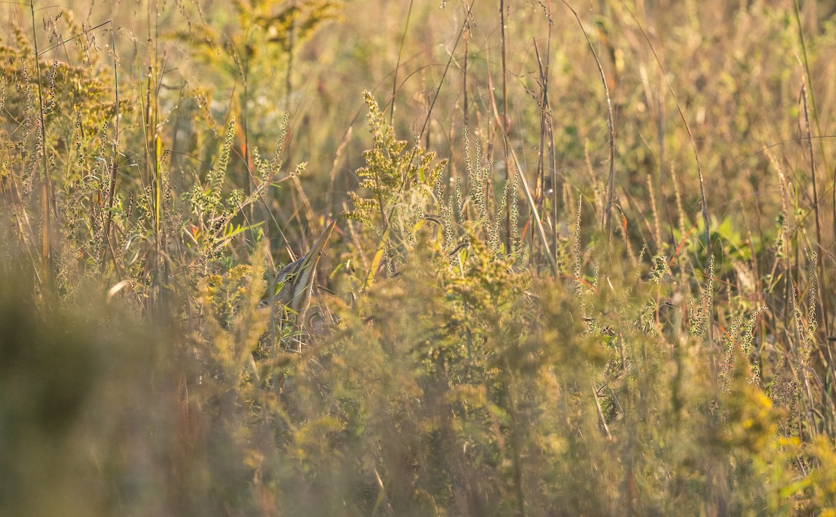 American Bittern - ML643134917
