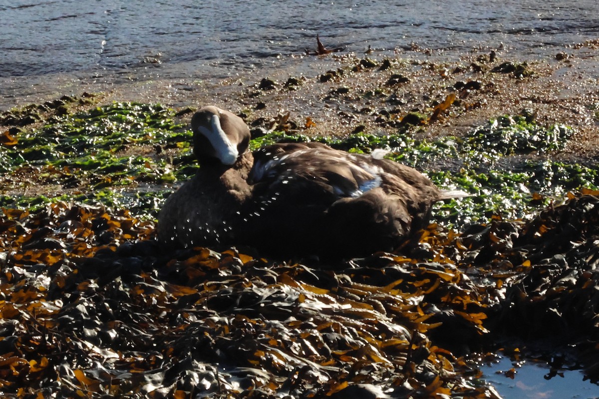 Common Eider - ML643134922