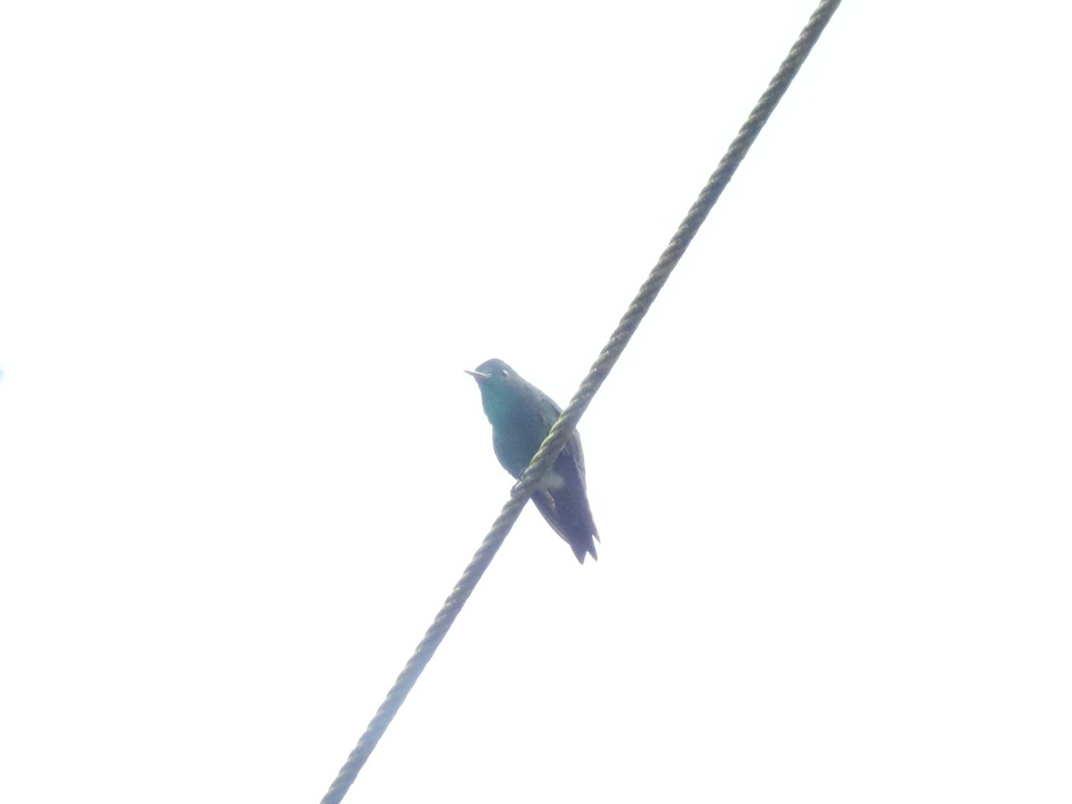 Western Emerald - ML643134923