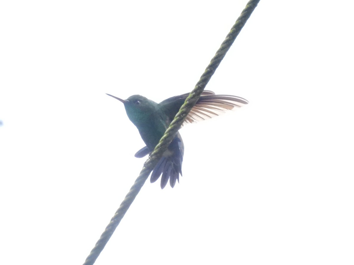 Western Emerald - ML643134924