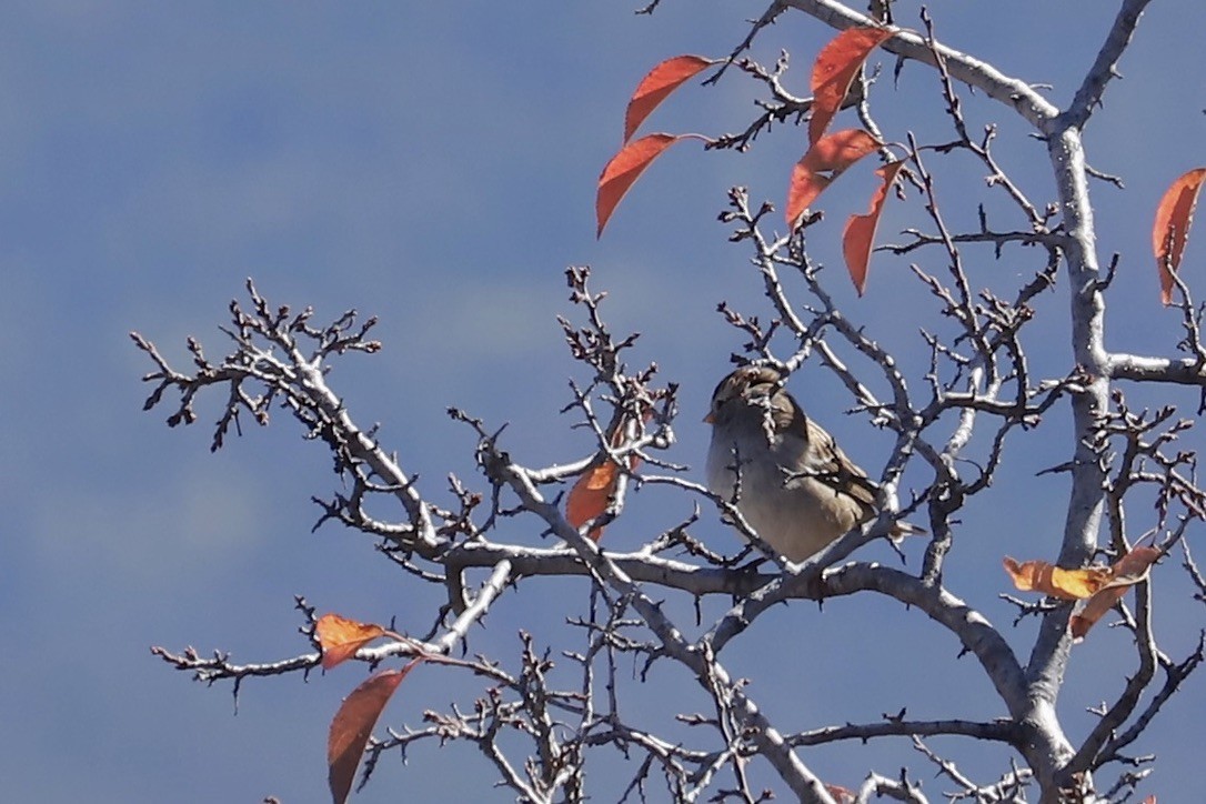 White-crowned Sparrow - ML643134929