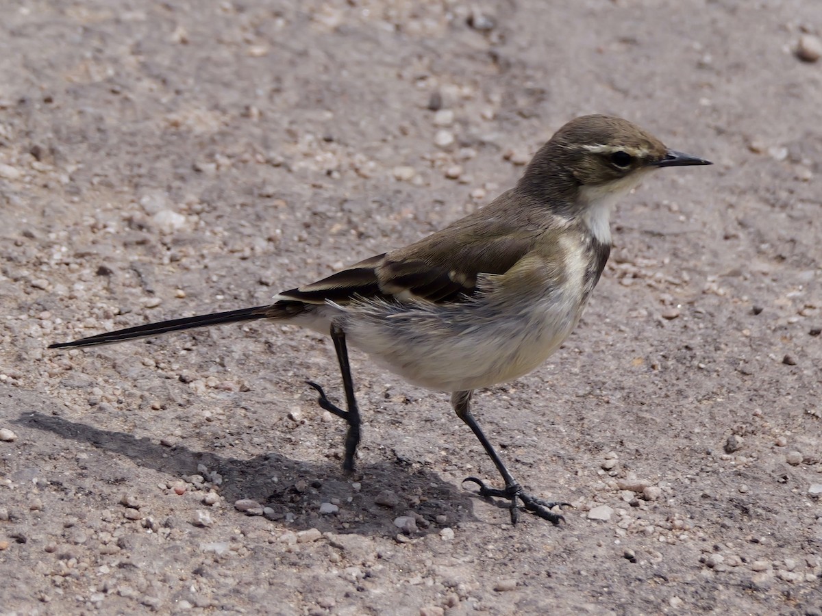 Cape Wagtail - ML643134936