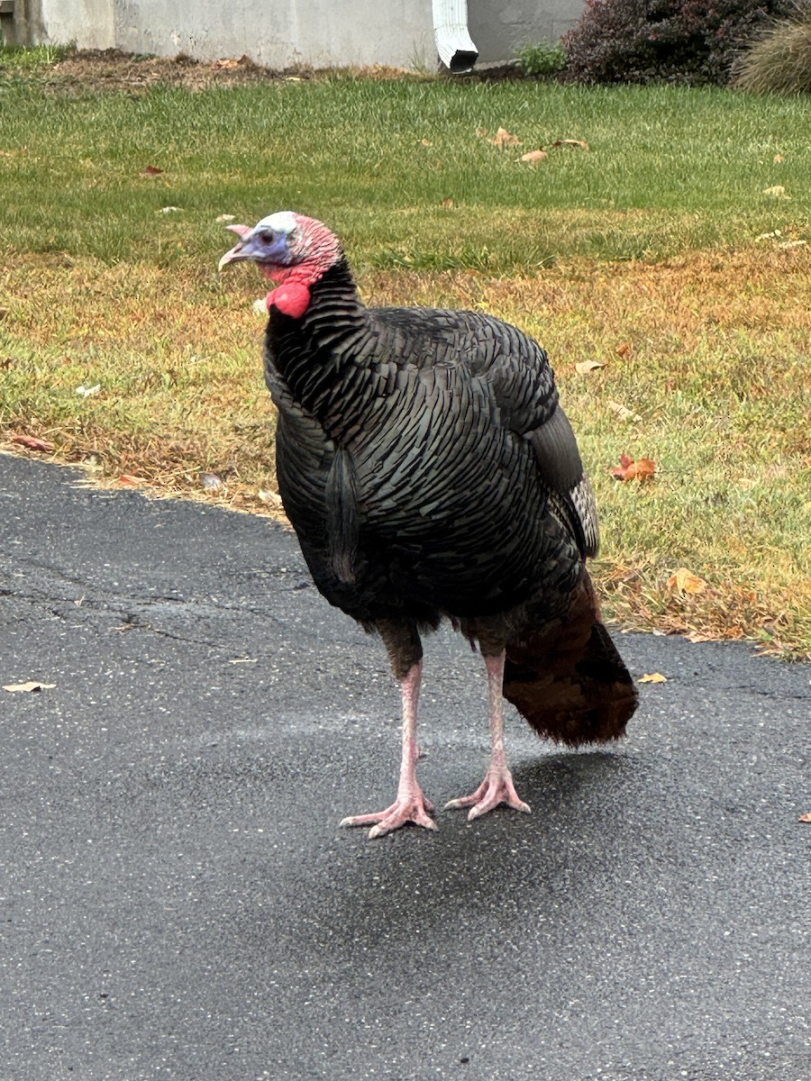Wild Turkey - ML643134956