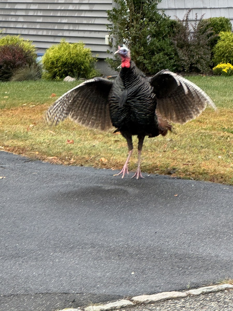 Wild Turkey - ML643134957