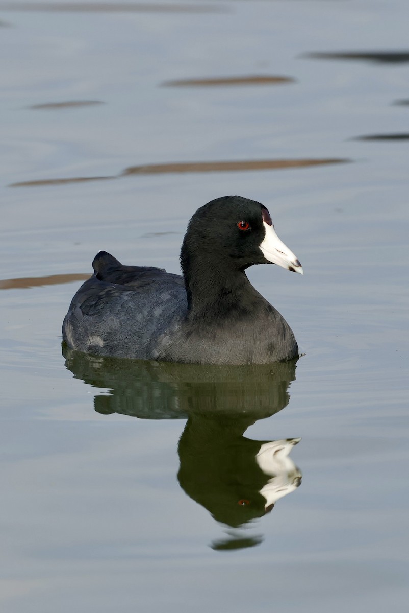 American Coot - ML643134958