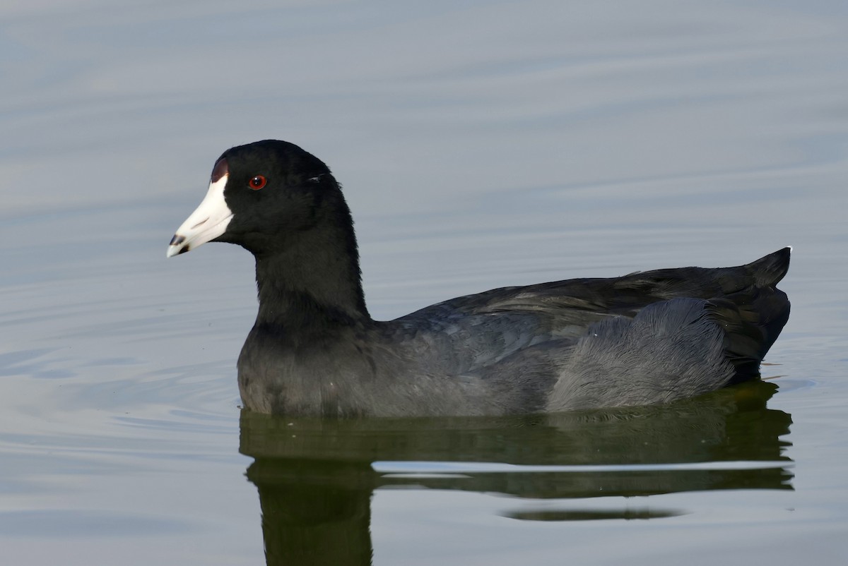 American Coot - ML643134959