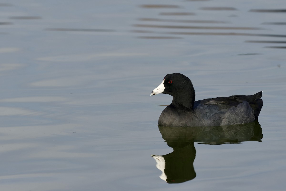 American Coot - ML643134960