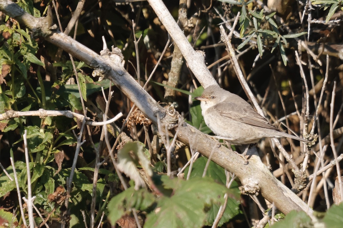 Харсуун зэржгэнэ - ML643134961