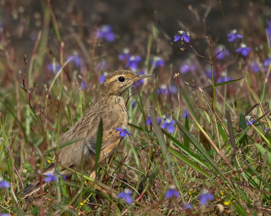 Paddyfield Pipit - ML643134963