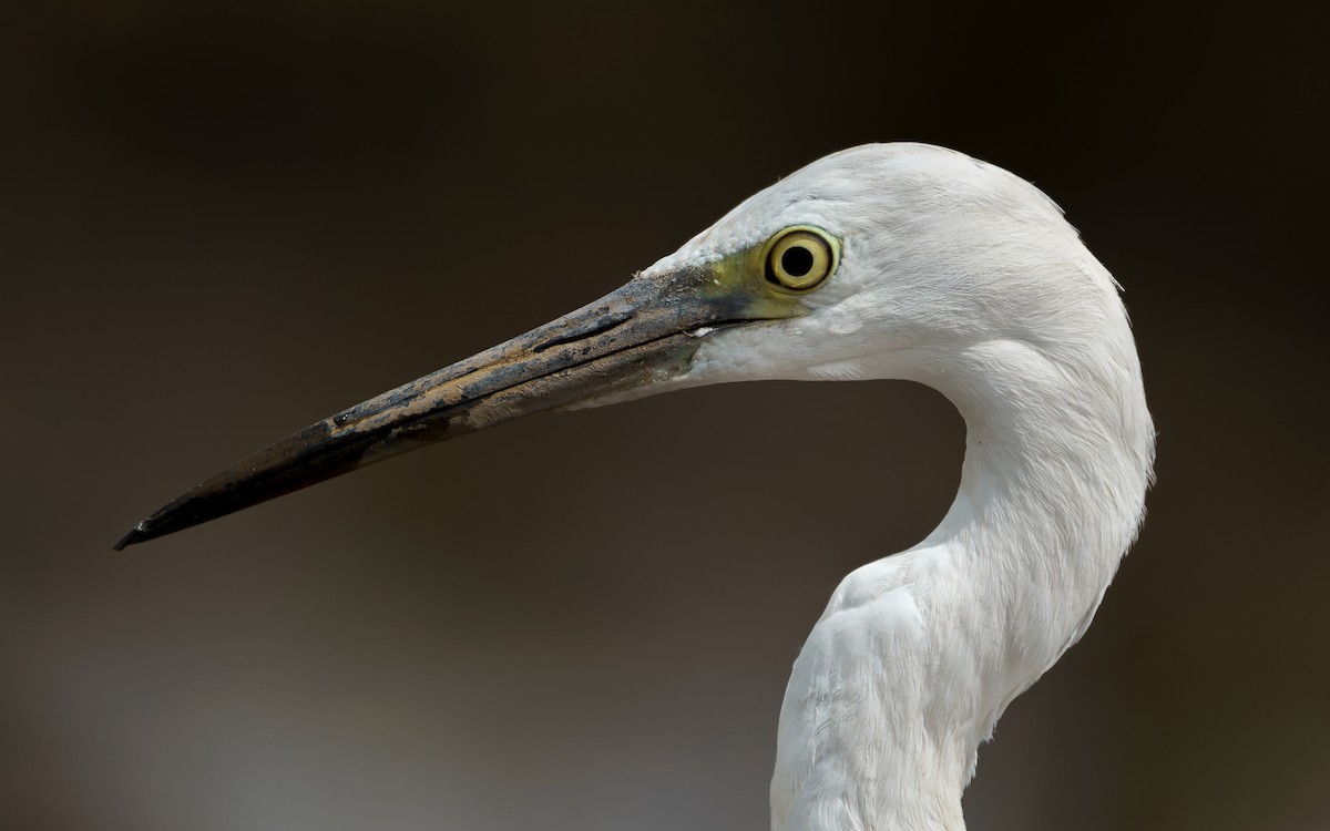 小白鷺 - ML643134986